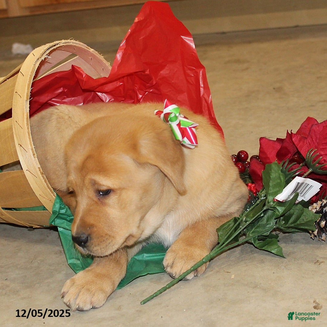 Goldador dogs for sale: Cooper - Ad 2