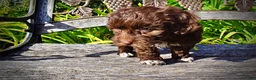 Havapoo dogs for sale: Cookie - Ad 6