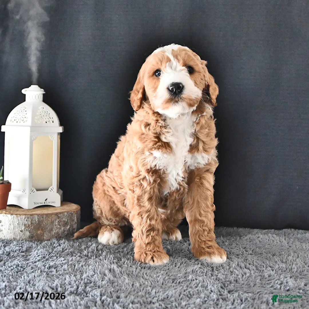 Mini Goldendoodle dogs for sale: Asher - Ad 2
