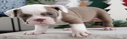 Olde English Bulldogge dogs for sale: Oakley - Ad 2