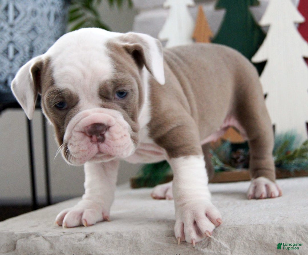 Olde English Bulldogge dogs for sale: Oakley - Ad 2