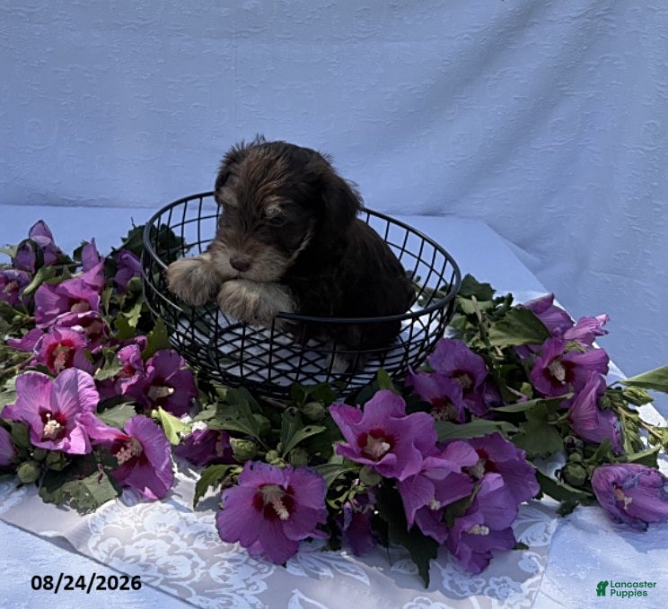 Miniature Schnauzer dogs Harvey - Ad 2