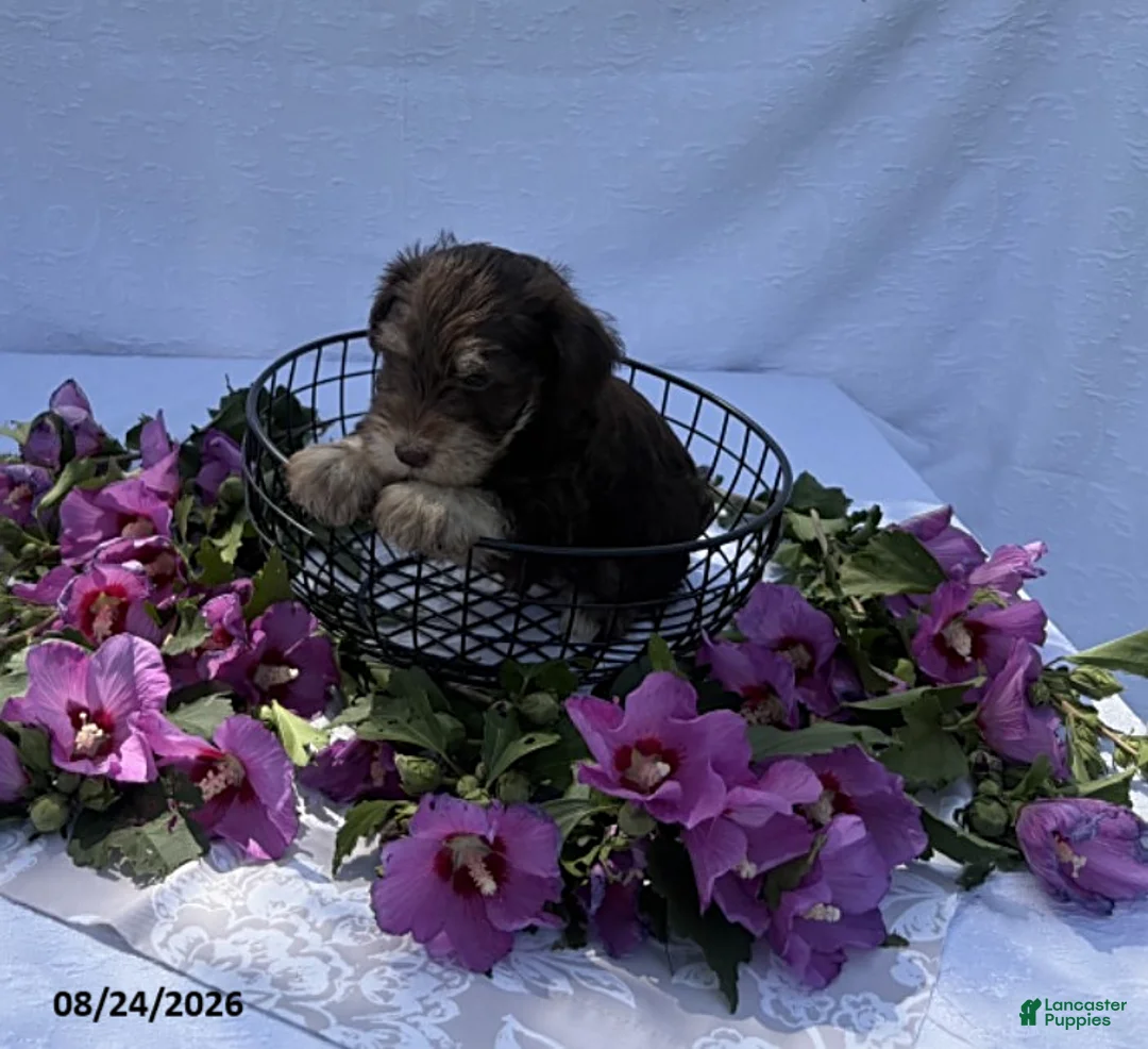 Miniature Schnauzer dogs for sale: Harvey - Ad 2