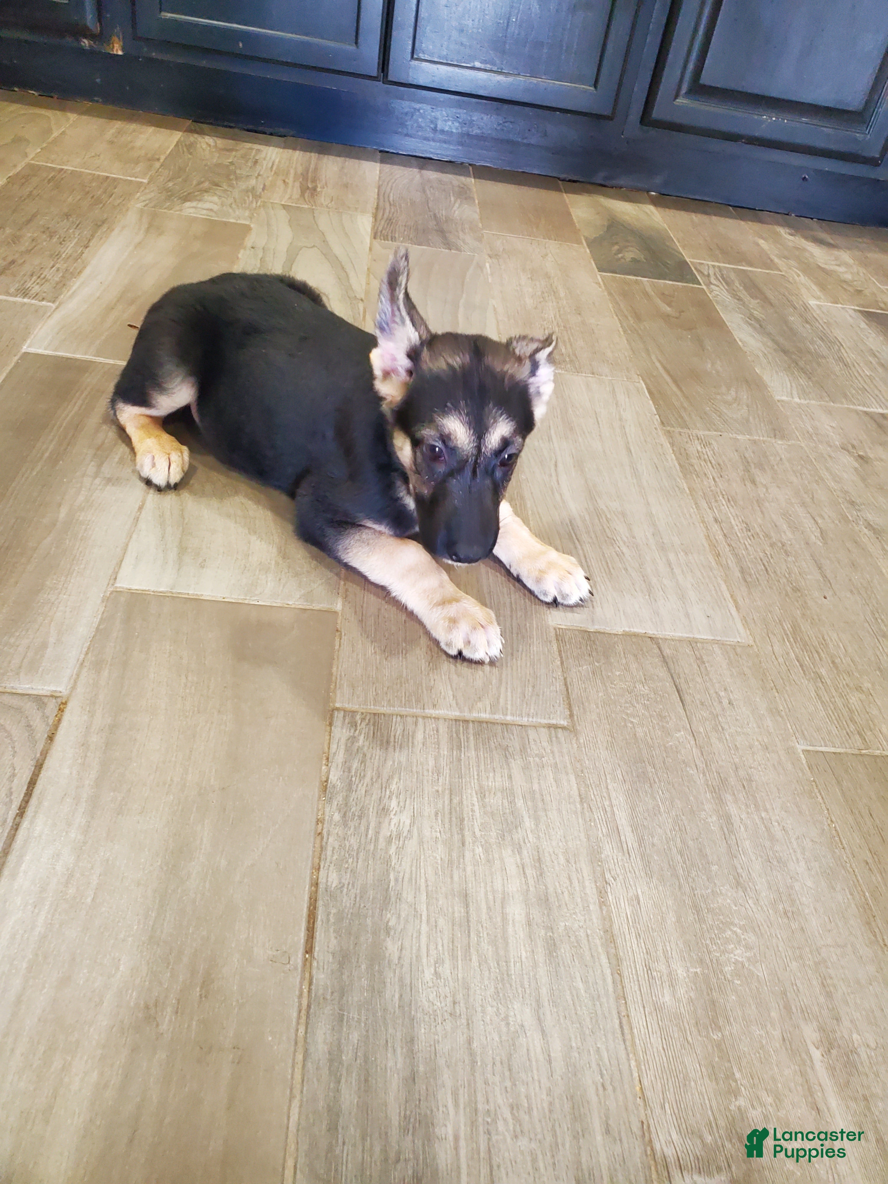 German Shepherd dogs German Shepherd Puppy 1 - Ad 4