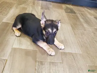 German Shepherd dogs German Shepherd Puppy 1 - Ad 8