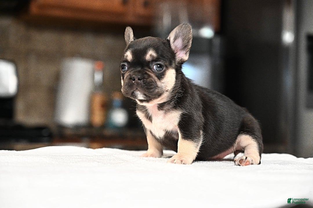 French Bulldog dogs for sale: Carmen  - Ad 15