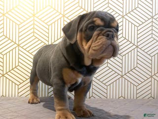 English Bulldog dogs Lavender - Ad 10