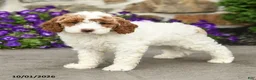 Mini Goldendoodle dogs for sale: Sophia - Ad 3