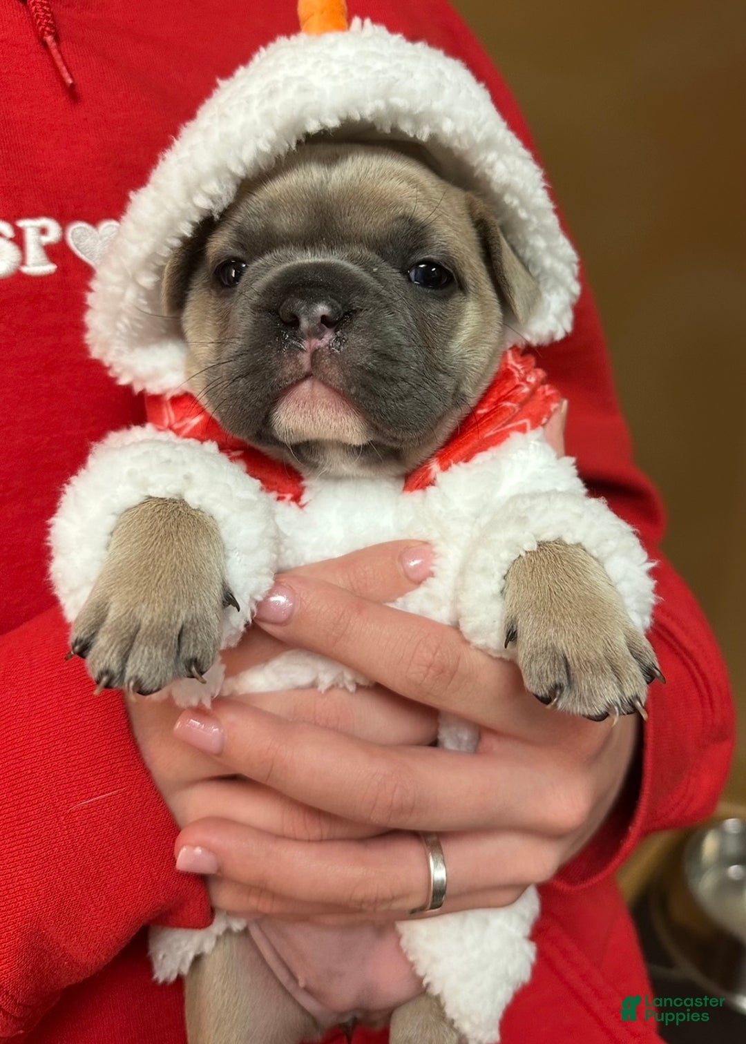 French Bulldog dogs for sale: Sabrina - Ad 6