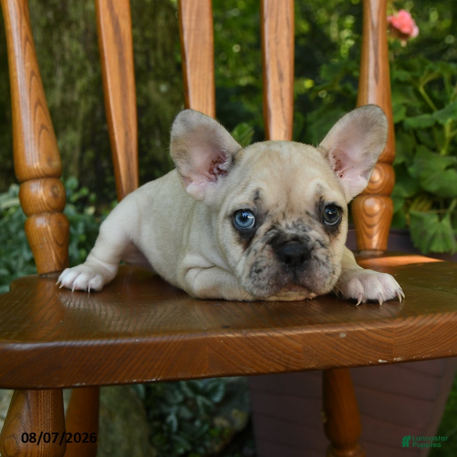 French Bulldog dogs Moana - Ad 2