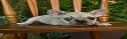 French Bulldog dogs for sale: Moana - Ad 2