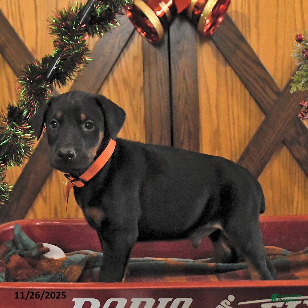 Doberman Pinscher dogs for sale: Marshall - Ad 3