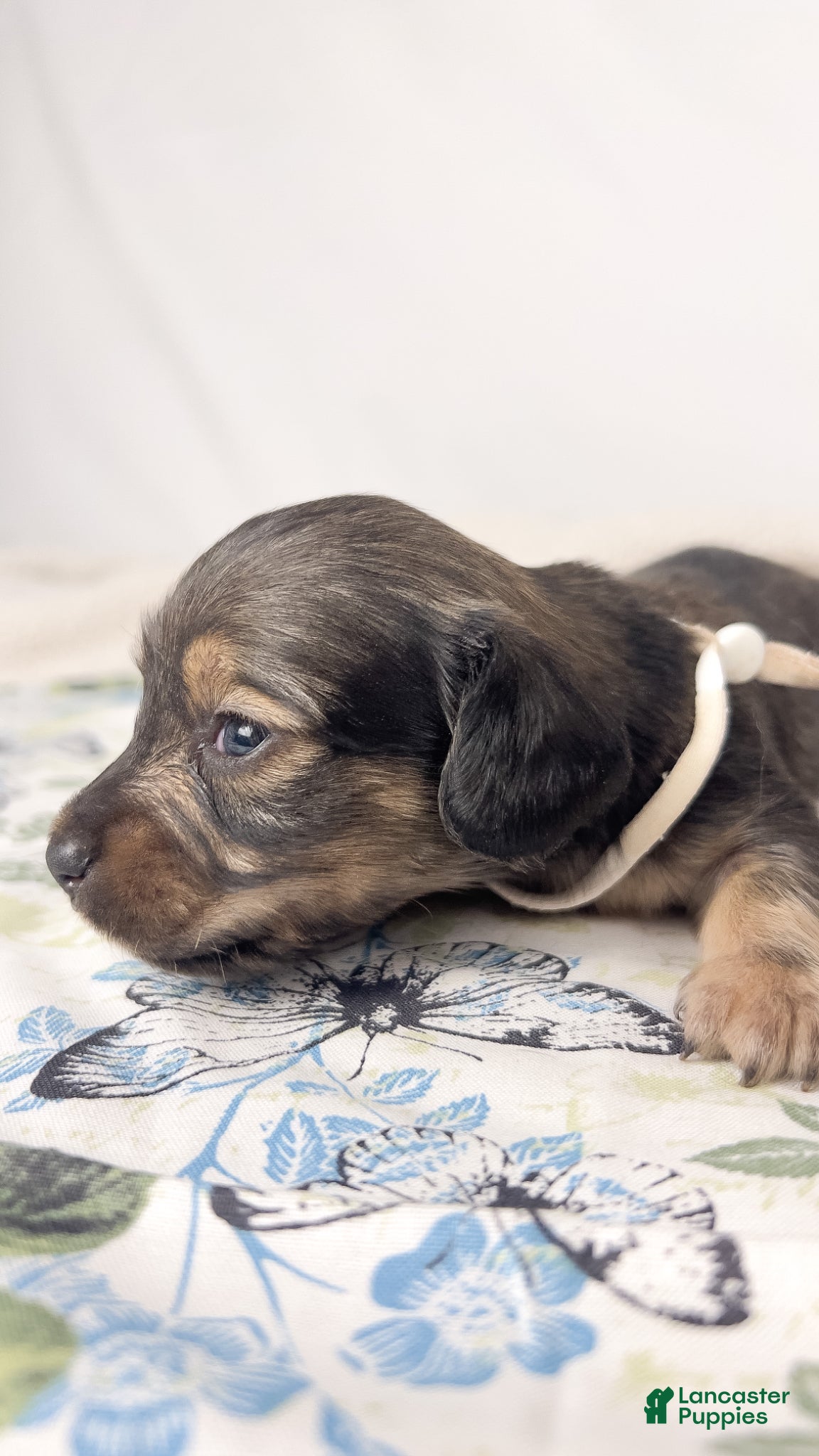 Miniature Dachshund dogs Slice - Ad 11