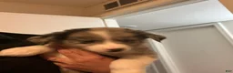 Mixed Breed dogs for sale: Blue - Ad 5