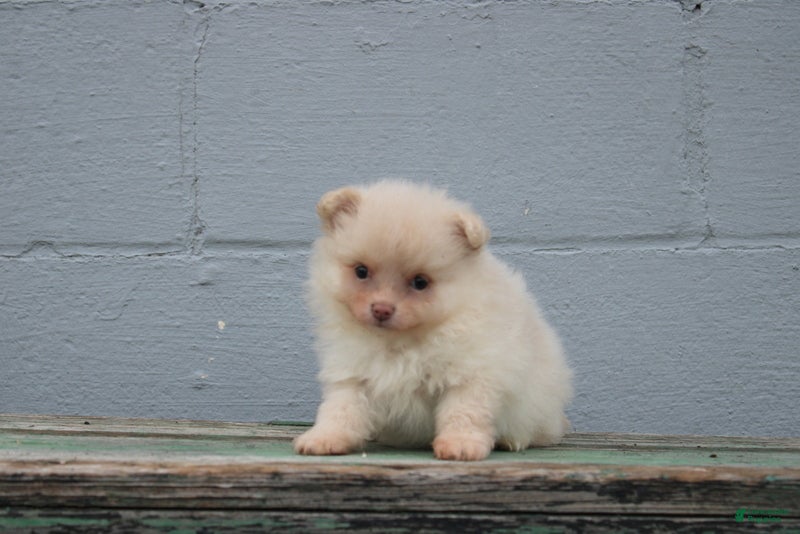 Pomeranian dogs Leesa - Ad 1