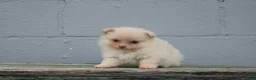 Pomeranian dogs for sale: Leesa - Ad 1