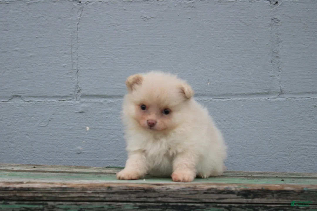 Pomeranian dogs for sale: Leesa - Ad 1