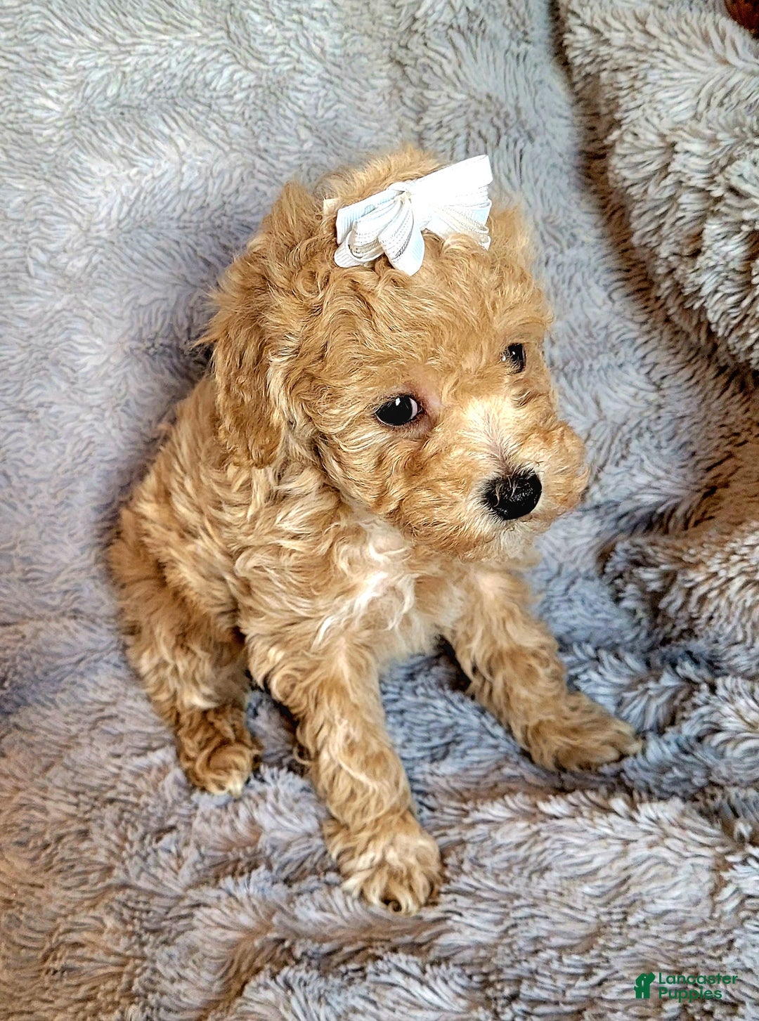 Miniature Poodle dogs for sale: Amber  - Ad 5