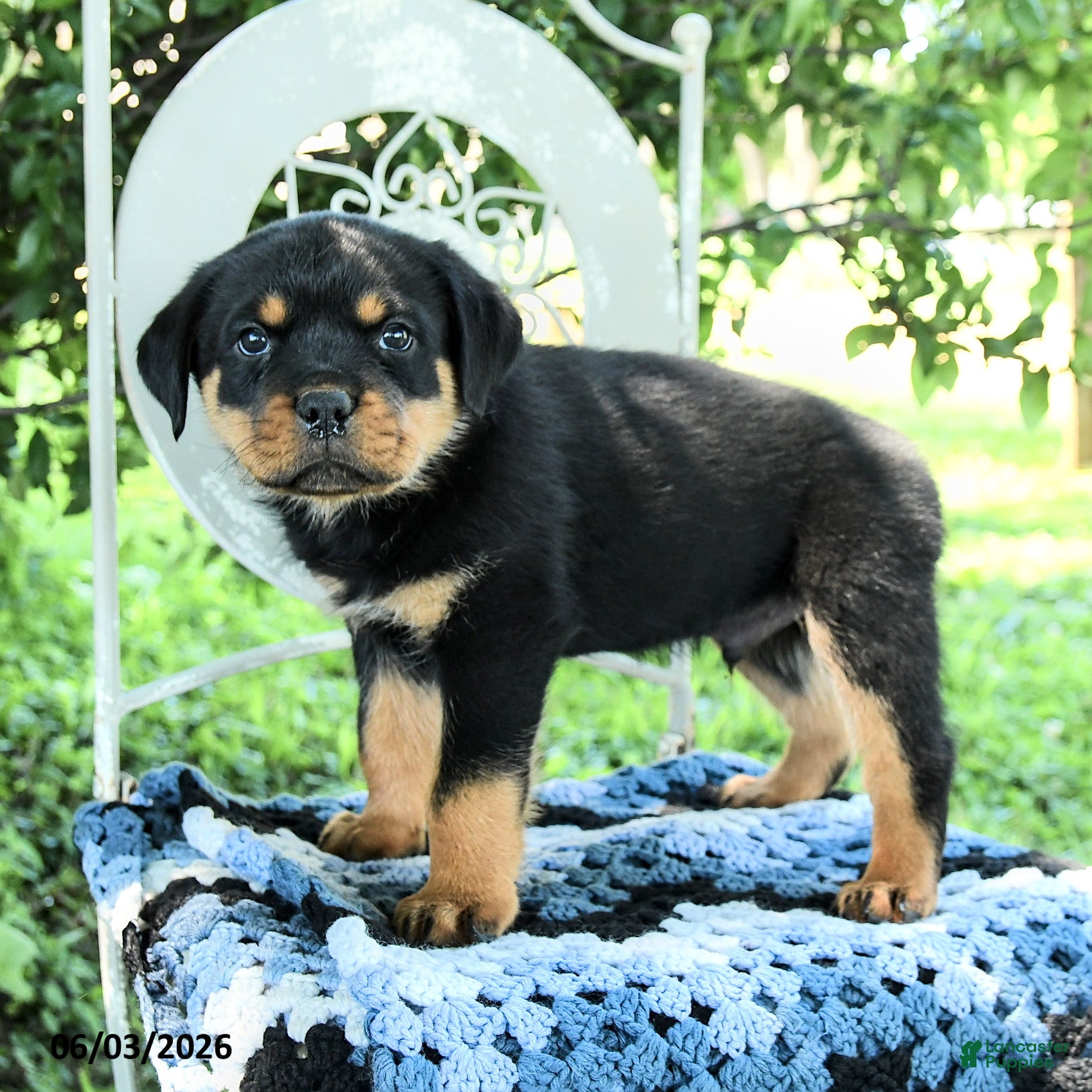 Rottweiler dogs for sale: Jackson - Ad 1