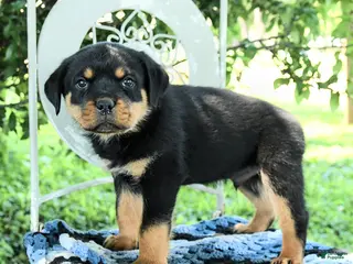 Rottweiler dogs for sale: Jackson - Ad 2