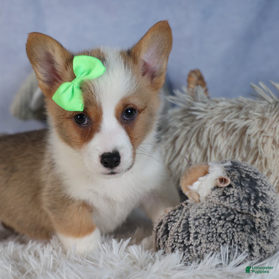 Welsh Corgi Pembroke dogs for sale: Dalton - Ad 13