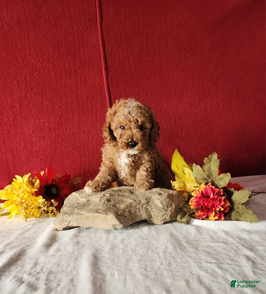 Cavapoo dogs for sale: Tribute - Ad 4