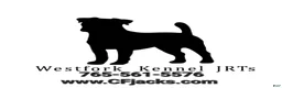 Jack Russell Terrier dogs for sale: Mello CKC Registered  - Ad 4