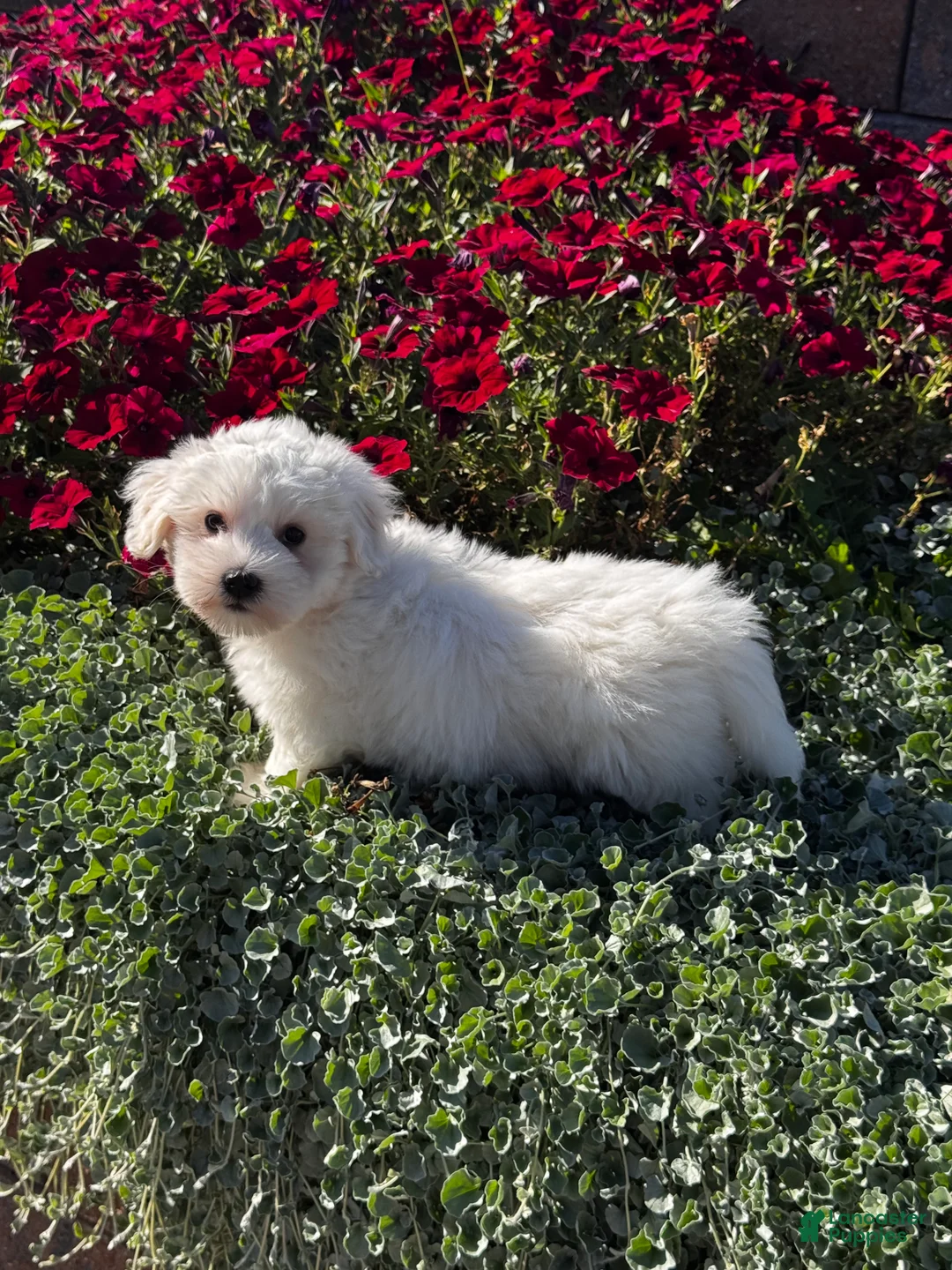 Coton De Tulear dogs for sale: Chester  - Ad 2