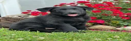 Sheprador dogs for sale: Cyrus - Ad 2