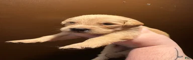 Cannoli