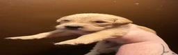 Golden Retriever dogs for sale: Cannoli - Ad 1