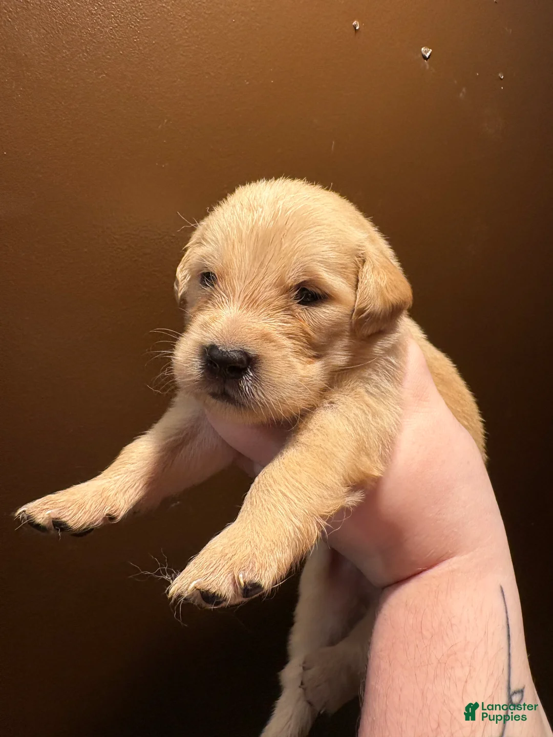 Golden Retriever dogs for sale: Cannoli - Ad 1