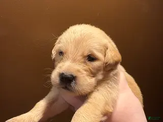 Golden Retriever dogs Cannoli - Ad 23