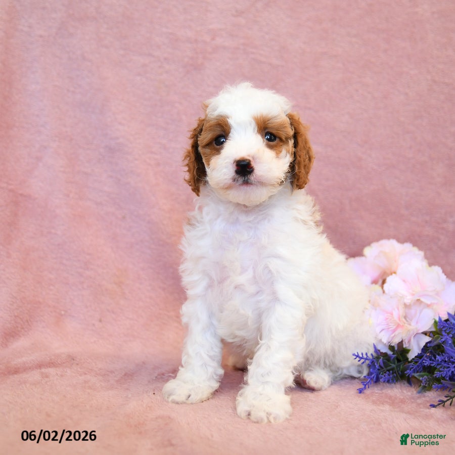Cavapoo dogs Finn - Ad 2