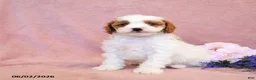 Cavapoo dogs for sale: Finn - Ad 3