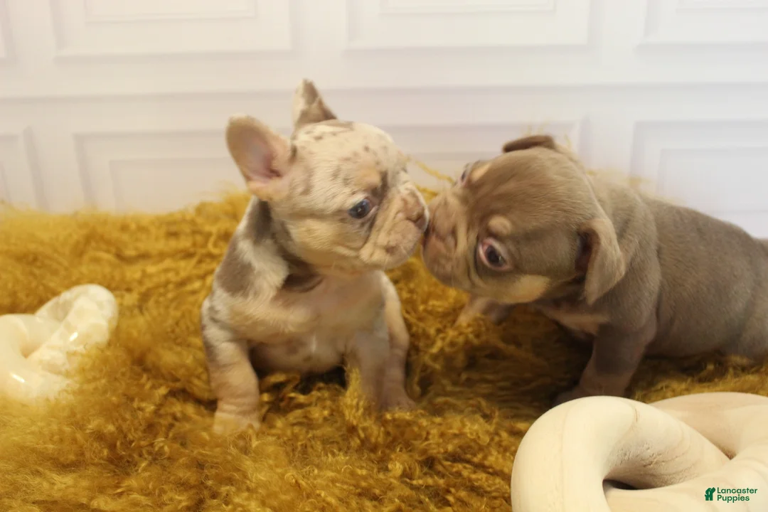 French Bulldog dogs for sale: DEVIL WEARS PRADA - Ad 20