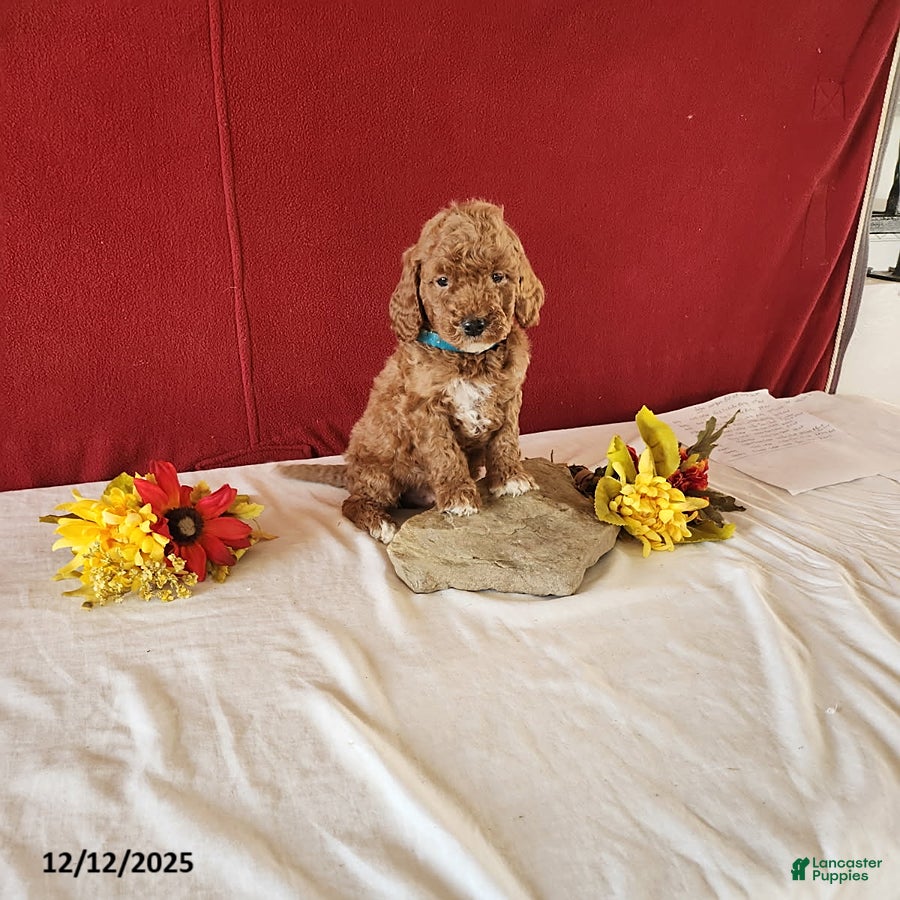 Goldendoodle dogs Harvey - Ad 1