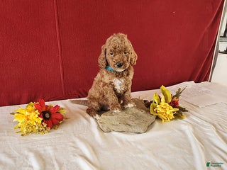 Goldendoodle dogs Harvey - Ad 5