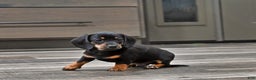 Miniature Dachshund dogs for sale: Benny - Ad 2
