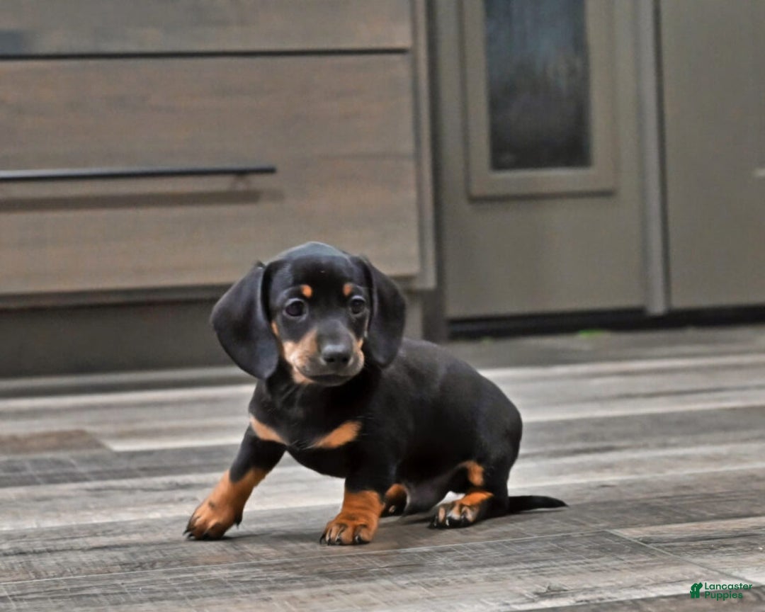 Miniature Dachshund dogs for sale: Benny - Ad 2