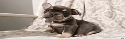 French Bulldog dogs for sale: Lucky - Ad 6