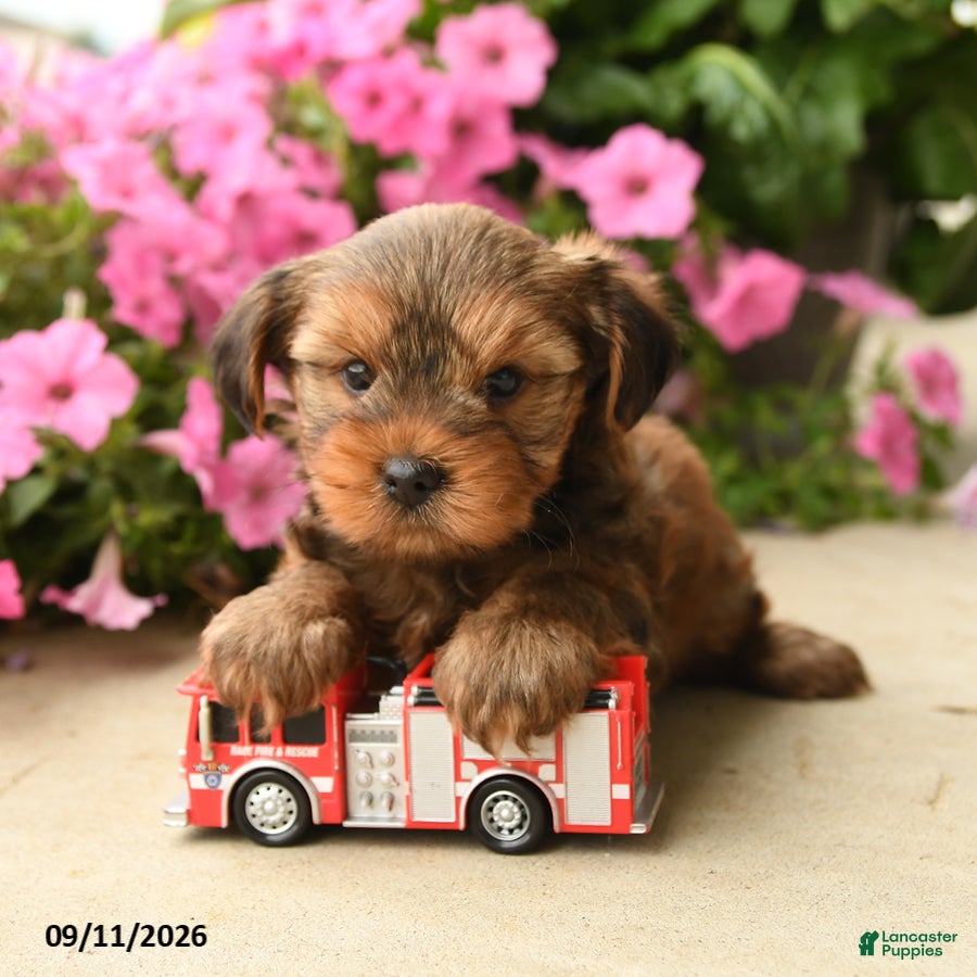 Yorkshire Terrier dogs Pretzel - Ad 1