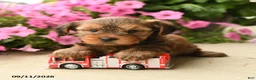 Yorkshire Terrier dogs for sale: Pretzel - Ad 1