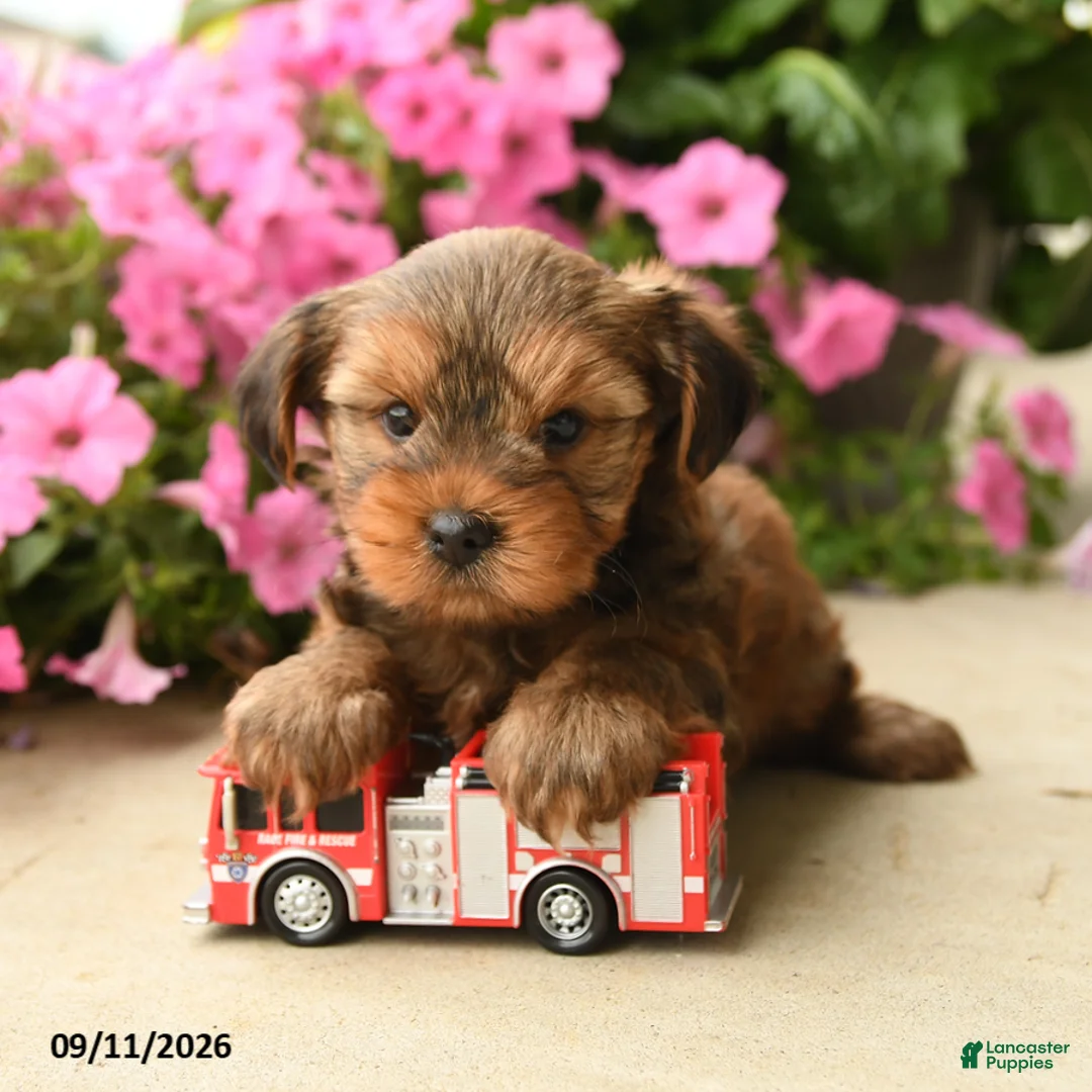 Yorkshire Terrier dogs for sale: Pretzel - Ad 1