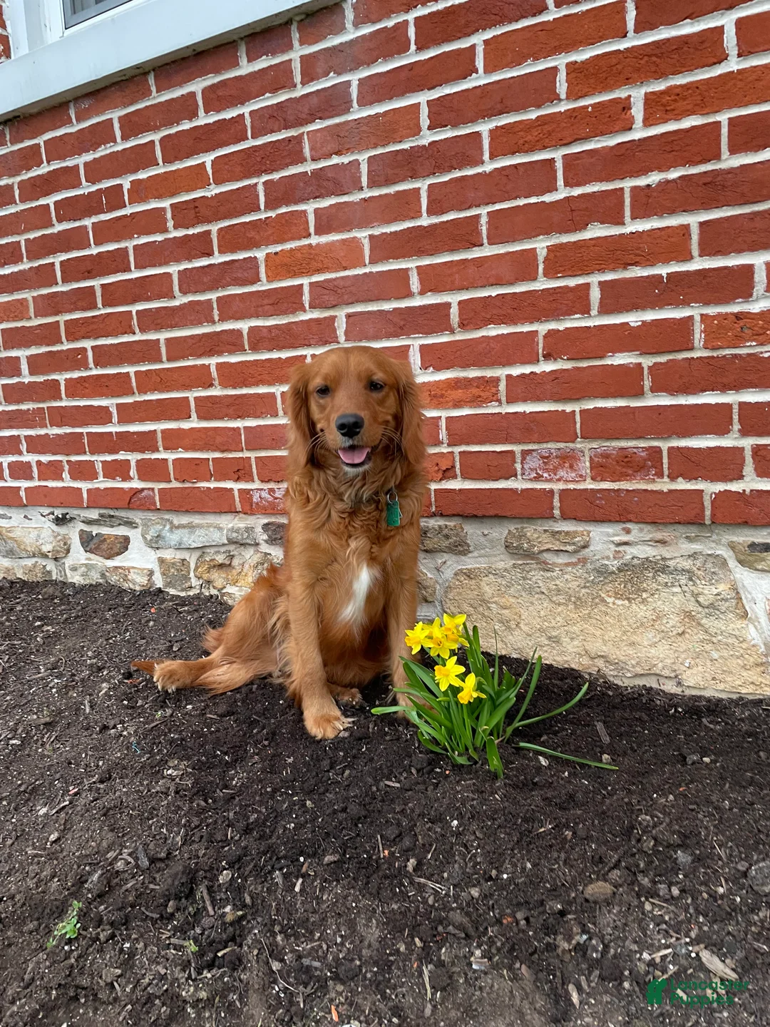 Miniature Golden Retriever dogs for sale: Miniature Golden Retriever Puppy 2 - Ad 8