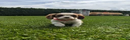 Cavalier King Charles Spaniel dogs for sale: Konnie  - Ad 4