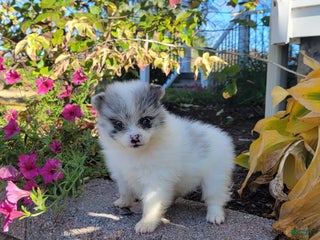 Pomeranian dogs - Ad 41