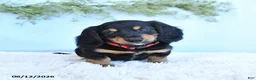 Miniature Dachshund dogs for sale: Korie - Ad 2