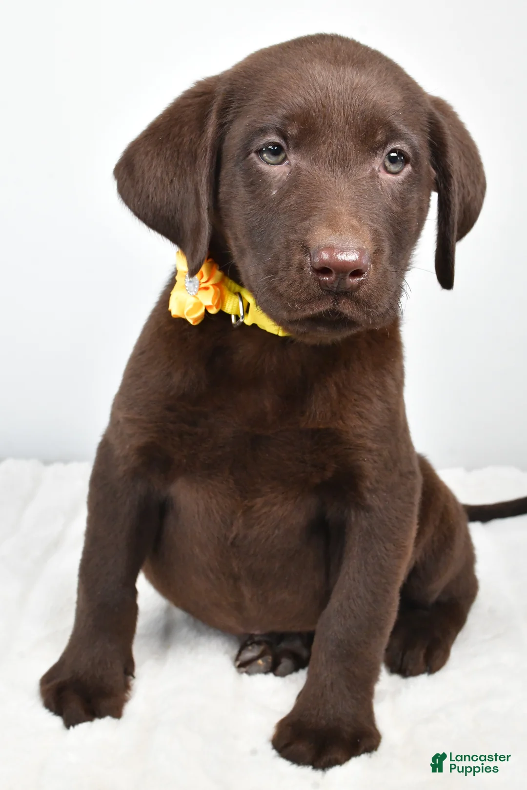 Labrador Retriever dogs for sale: Moxi - Ad 5