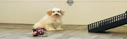 Miniature Poodle dogs for sale: Dazzler Miniature Poodle  - Ad 11